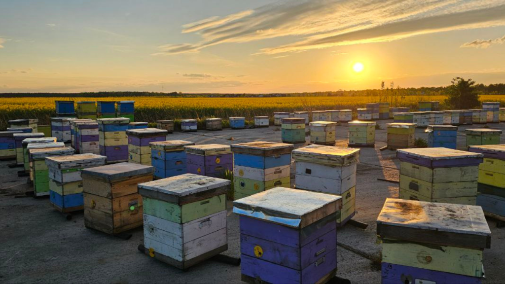 Agro-Region has established close cooperation with beekeepers