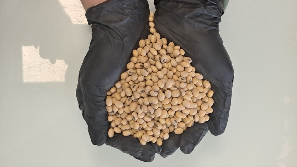 At Agro-Region, soybean seeds are being prepared for sowing