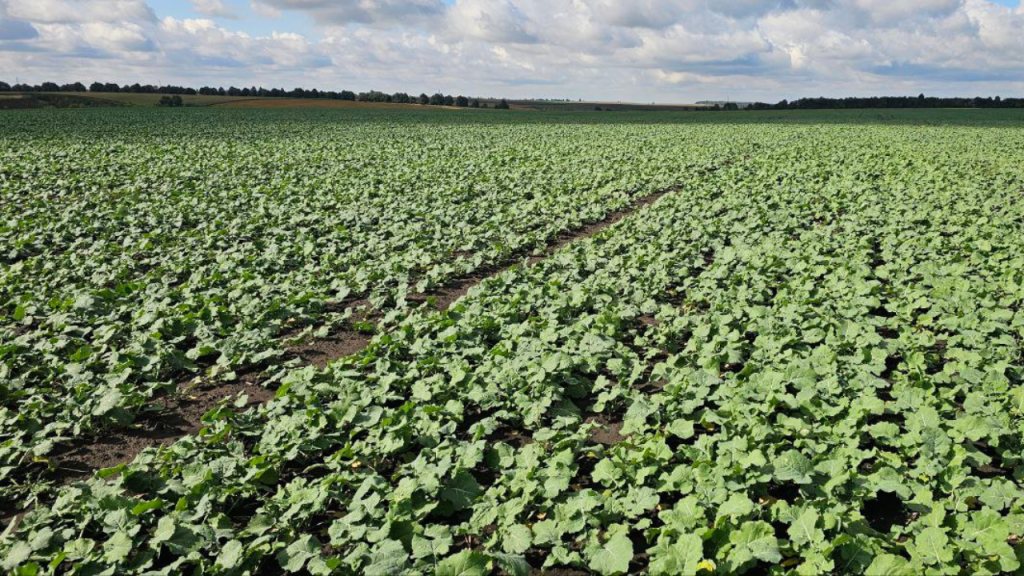 Agro-Region is operating at peak productivity this September